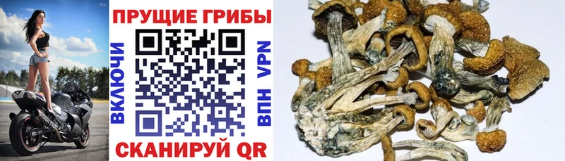 Галлюциногенные грибы ЛСД  Купить  Железногорск-Илимский 